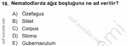 16. soru: Nematodlarda ağız boşluğuna ne ad verilir? A) Ozefagus B) Stilet C) Corpus D) Stoma E) Gubernaculum