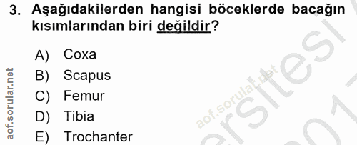 3. soru: Aşağıdakilerden hangisi böceklerde bacağın kısımlarından biri değildir? A) Coxa B) Scapus Femur aof.sorulat D) Tibia…