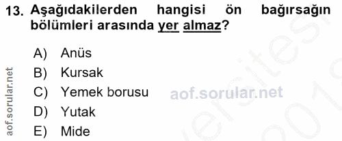13. soru: Aşağıdakilerden hangisi cön bağırsağın bölümleri arasında yer almaz? A) Anüs B) Kursak C) Yemek borusu D) Yutak E) Mide