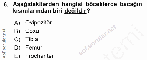 6. soru: Aşağıdakilerden hangisi böceklerde bacağın kısımlarından biri değildir? A) Ovipozitör B) Coxa i. C) Tibia D) Femur E)…