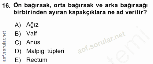16. soru: Ön bağırsak, orta bağırsak ve arka bağırsağı birbirinden ayıran kapakçıklara ne ad verilir? A) Ağız B) Valf C) Anüs D…