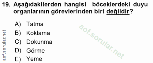 19. soru: Aşağıdakilerden hangisi böceklerdeki duyu organlarının görevlerinden biri değildir? A) Tatma B) Koklama C) Dokunma D)…