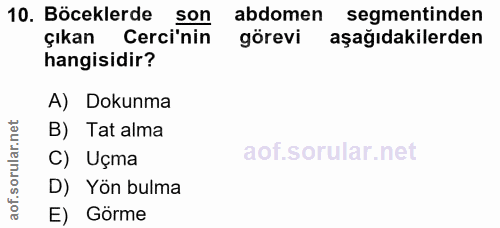 10. soru: Böceklerde son abdomen segmentinden çıkan Cerci'nin görevi aşağıdakilerden hangisidir? A) Dokunma B) Tat alma rular.n…