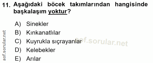 11. soru: Aşağıdaki böcek takımlarından hangisinde başkalaşım yoktur? A) Sinekler B) Kınkanatlılar C) Kuyrukla sıçrayanlar f. D…