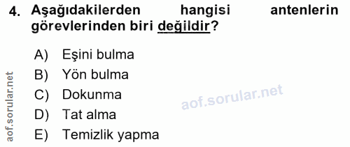 4. soru: Aşağıdakilerden hangisi antenlerin görevlerinden biri değildir? A) Eşini bulma rular.net B) Yön bulma C) Dokunma aof.…