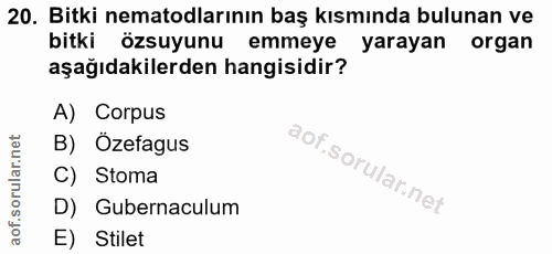 20. soru: Bitki nematodlarının baş kısmında bulunan ve bitki özsuyunu emmeye yarayan organ aşağıdakilerden hangisidir? A) Corpu…