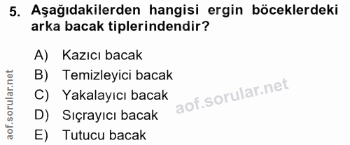 5. soru: Aşağıdakilerden hangisi ergin böceklerdeki arka bacak tiplerindendir? A) Kazıcı bacak B) Temizleyici bacak C) Yakalay…