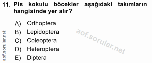 11. soru: Pis kokulu böcekler aşağıdaki takımların hangisinde yer alır? A) Orthoptera B) Lepidoptera C) Coleoptera D) Heteropte…