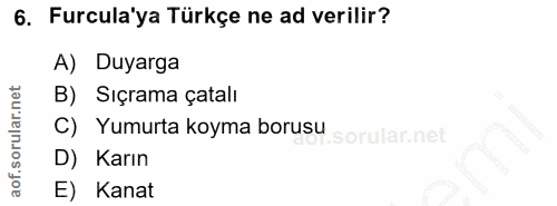 6. soru: Furcula'ya Türkçe ne ad verilir? A) Duyarga B) Sıçrama çatalı C) Yumurta koyma borusu D) Karın E) Kanat