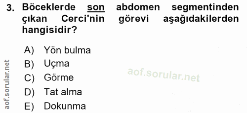 3. soru: Böceklerde son abdomen segmentinden çıkan Cerci'nin görevi aşağıdakilerden hangisidir? A) Yön bulma B) Uçma C) Görme…