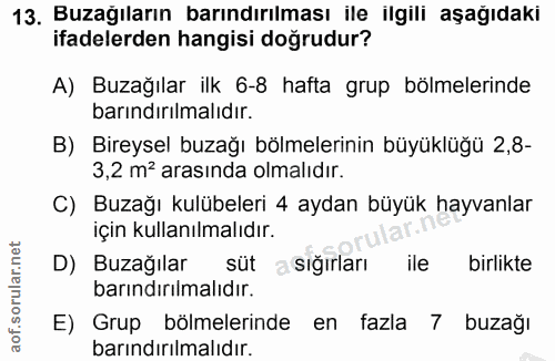 13. soru: Buzağıların barındırılması ile ilgili aşağıdaki ifadelerden hangisi doğrudur? A) Buzağılar ilk 6-8 hafta grup bölmele…