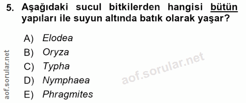 5. soru: Aşağıdaki sucul bitkilerden hangisi bütün yapıları ile suyun altında batık olarak yaşar? A) Elodea B) Oryza C) Typha…
