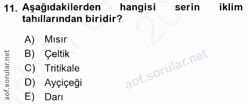 11. soru: Aşağıdakilerden hangisi serin iklim tahıllarından biridir? A) Mısır B) Çeltik C) Tritikale D) Ayçiçeği E) Darı