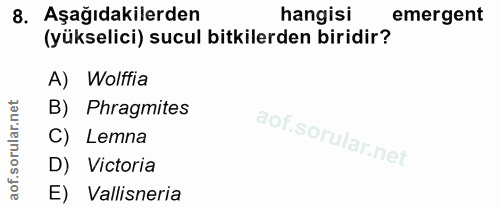 8. soru: Aşağıdakilerden hangisi emergent (yükselici) sucul bitkilerden biridir? A) Wolffia B) Phragmites C) Lemna D) Victoria…