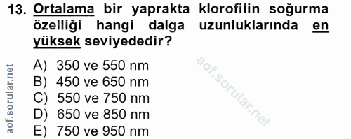 13. soru: Ortalama bir yaprakta klorofilin soğurma özelliği hangi dalga uzunluklarında en yüksek seviyededir? A) 350 ve 550 nm…