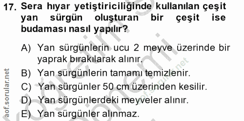 17. soru: Sera hıyar yetiştiriciliğinde kullanılan çeşit yan sürgün oluşturan bir çeşit ise budaması nasıl yapılır? A) Yan sürg…