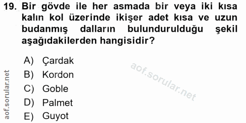 19. soru: Bir gövde ile her asmada bir veya iki kısa kalın kol üzerinde ikişer adet kısa ve uzun budanmış dalların bulunduruldu…