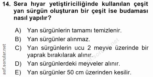 14. soru: Sera hıyar yetiştiriciliğinde kullanılan çeşit yan sürgün oluşturan bir çeşit ise budaması nasıl yapılır? A) Yan sürg…