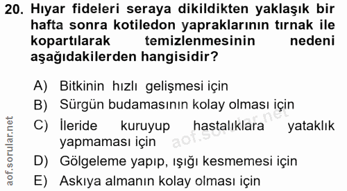 20. soru: Hıyar fideleri seraya dikildikten yaklaşık bir hafta sonra kotiledon yapraklarının tırnak ile kopartılarak temizlenme…