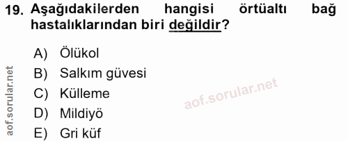 19. soru: Aşağıdakilerden hangisi örtüaltı bağ hastalıklarından biri değildir? A) Ölükol B) Salkım güvesi C) Külleme D) Mildiyö…