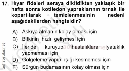 17. soru: Hıyar fideleri seraya dikildikten yaklaşık bir hafta sonra kotiledon yapraklarının tırnak ile kopartılarak • temizlen…