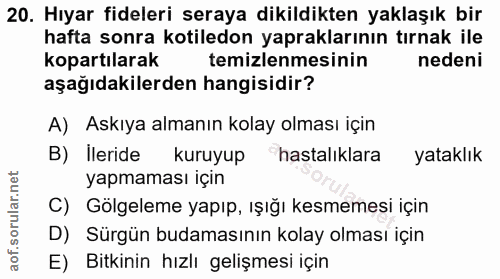 20. soru: Hıyar fideleri seraya dikildikten yaklaşık bir hafta sonra kotiledon yapraklarının tırnak ile kopartılarak temizlenme…