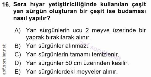 16. soru: Sera hıyar yetiştiriciliğinde kullanılan çeşit yan sürgün oluşturan bir çeşit ise budaması nasıl yapılır? A) Yan sürg…