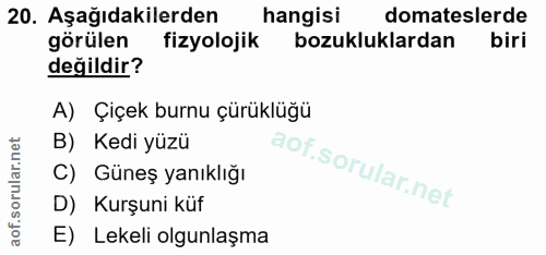 20. soru: Aşağıdakilerden hangisi domateslerde görülen fizyolojik bozukluklardan biri değildir? A) Çiçek burnu çürüklüğü B) Ked…