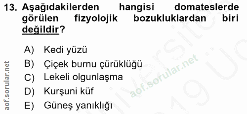 13. soru: Aşağıdakilerden hangisi domateslerde görülen fizyolojik bozukluklardan biri değildir? A) Kedi yüzü B) Çiçek burnu çür…