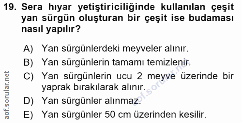 19. soru: Sera hıyar yetiştiriciliğinde kullanılan çeşit yan sürgün oluşturan bir çeşit ise budaması nasıl yapılır? A) Yan sürg…