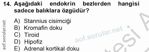 14. soru: Aşağıdaki endokrin bezlerden hangisi sadece balıklara özgüdür? A) Stannius cisimciği B) Kromafin doku C) Tiroid D) Hi…