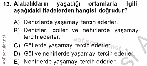 13. soru: Alabalıkların yaşadığı ortamlarla ilgili aşağıdaki ifadelerden hangisi doğrudur? A) Denizlerde yaşamayı tercih ederle…