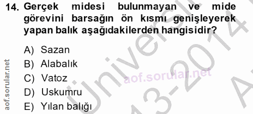 14. soru: Gerçek midesi bulunmayan *ve mide görevini barsağın ön kısmı genişleyerek yapan balık aşağıdakilerden hangisidir? A)…