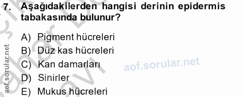 7. soru: Aşağıdakilerden hangisi derinin epidermis tabakasında bulunur? A) Pigment hücreleri B) Düz kas hücreleri C) Kan damar…