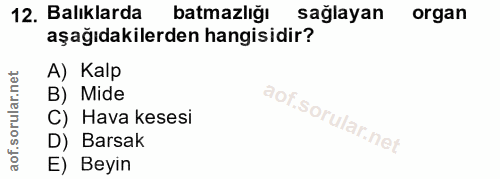 12. soru: Balıklarda batmazlığı sağlayan organ aşağıdakilerden hangisidir? A) Kalp B) Mide C) Hava kesesi D) Barsak E) Beyin