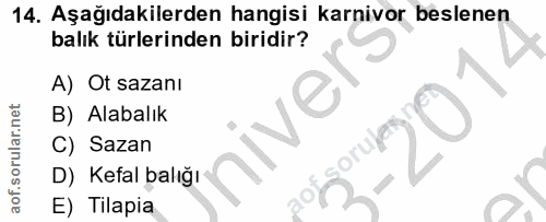 14. soru: Aşağıdakilerden hangisi karnivor beslenen balık türlerinden biridir? A) Ot sazanı B) Alabalık niver C) Sazan D) Kefal…
