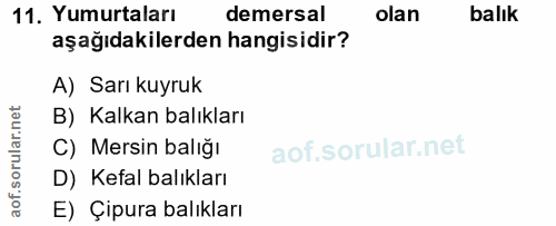 11. soru: Yumurtaları demersal olan balık aşağıdakilerden hangisidir? A) Sarı kuyruk B) Kalkan balıkları C) Mersin balığı D) Ke…