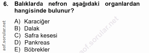 6. soru: Balıklarda nefron aşağıdaki organlardan hangisinde bulunur? A) Karaciğer B) Dalak C) Safra kesesi D) Pankreas E) Böbr…