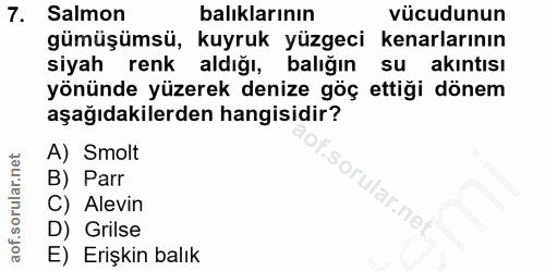 7. soru: Salmon balıklarının vücudunun gümüşümsü, kuyruk yüzgeci kenarlarının siyah renk aldığı, balığın su akıntısı yönünde y…