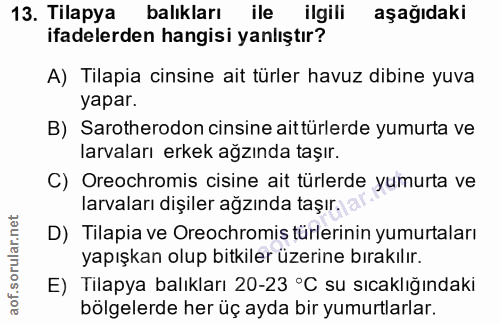 13. soru: Tilapya balıkları ile ilgili aşağıdaki ifadelerden hangisi yanlıştır? A) Tilapia cinsine ait türler havuz dibine yuva…