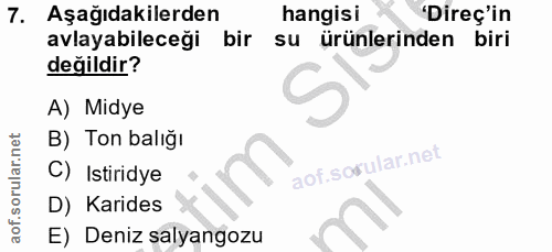 7. soru: Aşağıdakilerden hangisi •Direç'in avlayabileceği bir su ürünlerinden biri değildir? A) Midye B) Ton balığı C) Istirid…