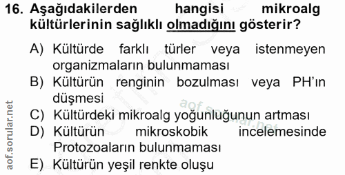 16. soru: Aşağıdakilerden hangisi mikroalg kültürlerinin sağlıklı olmadığını gösterir? A) Kültürde farklı türler veya istenmeye…