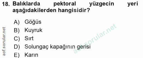 18. soru: Balıklarda pektoral yüzgecin yeri aşağıdakilerden hangisidir? A) Göğüs B) Kuyruk rular.net C) Sirt D) Solungaç kapağı…
