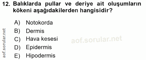 12. soru: Balıklarda pullar ve deriye ait oluşumların kökeni aşağıdakilerden hangisidir? A) Notokorda B) Dermis C) Hava kesesi…