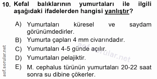 10. soru: Kefal balıklarının yumurtaları ile ilgili aşağıdaki ifadelerden hangisi yanlıştır? A) Yumurtaları küresel ve saydam g…