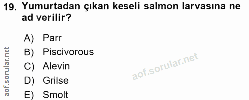 19. soru: Yumurtadan çıkan keseli salmon larvasına ne ad verilir? A) Parr B) Piscivorous C) Alevin D) Grilse E) Smolt