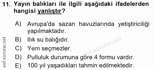 11. soru: Yayın balıkları ile ilgili aşağıdaki ifadelerden hangisi yanlıştır? A) Avrupa'da sazan havuzlarında yetiştiriciliği y…