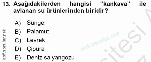 13. soru: Aşağıdakilerden hangisi Kankava" ile avlanan su ürünlerinden biridir? A) Sünger B) Palamut C) Levrek D) Çipura E) Den…