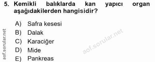 5. soru: Kemikli balıklarda kan yapıcı organ aşağıdakilerden hangisidir? A) Safra kesesi B) Dalak C) Karaciğer D) Mide E) Pank…