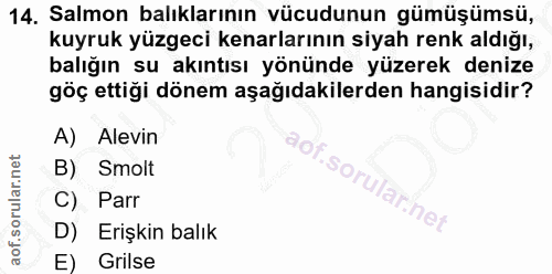14. soru: Salmon balıklarının vücudunun gümüşümsü, kuyruk yüzgeci kenarlarının siyah renk aldığı, balığın su akıntısı yönünde y…